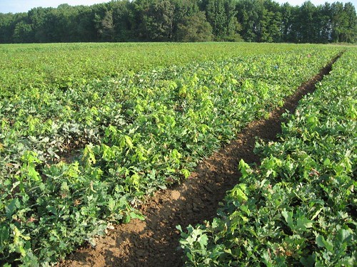 White oak seedlings at John S. Ayton State Tree Nursery.