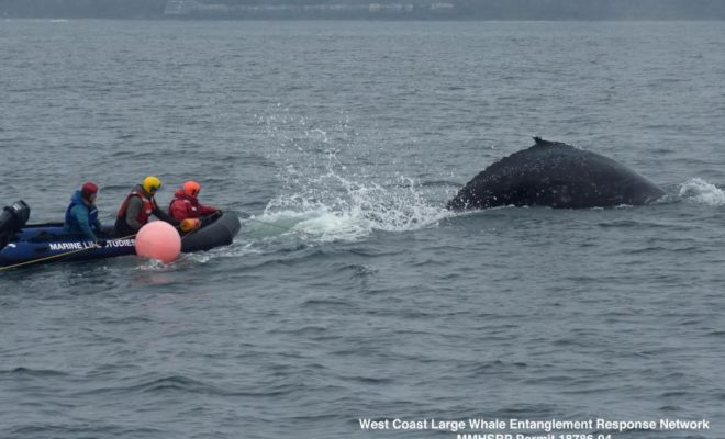 https://www.montereyherald.com/2019/12/18/rescuers-free-entangled-humpback-whale-off-california-coast