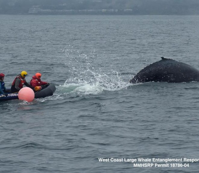 https://www.montereyherald.com/2019/12/18/rescuers-free-entangled-humpback-whale-off-california-coast