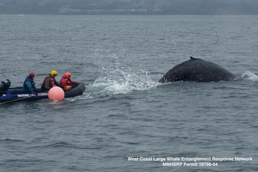 https://www.montereyherald.com/2019/12/18/rescuers-free-entangled-humpback-whale-off-california-coast