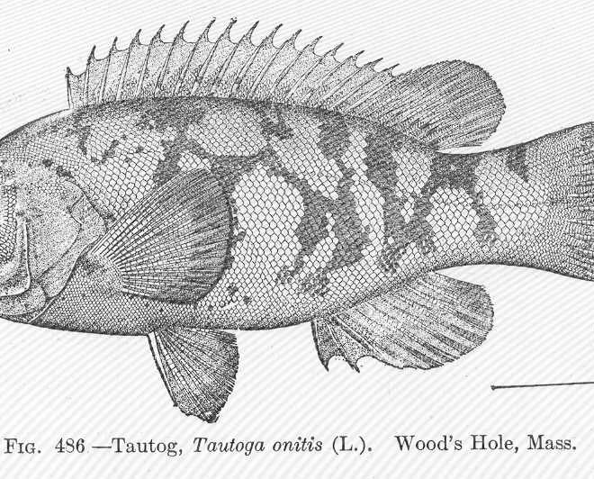 Photo Courtesy of Freshwater and Marine Image Bank at The University of Washington.