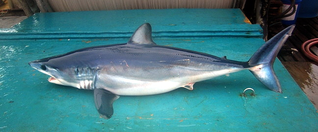 https://commons.wikimedia.org/wiki/File:Shortfin_mako_piro2.jpg