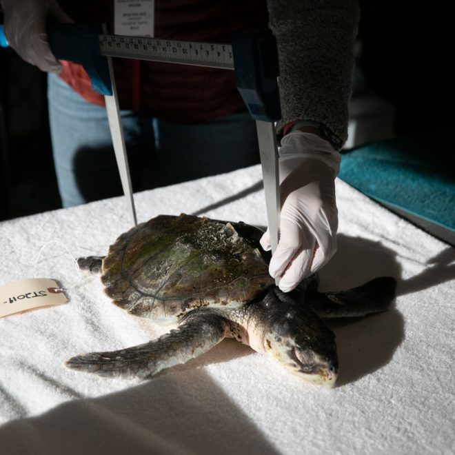 nytimes.com/2019/12/19/climate/climate-change-cold-turtles.html?algo=identity&fellback=false&imp_id=0&imp_id=248887592&action=click&module=Science%20%20Technology&pgtype=Homepage