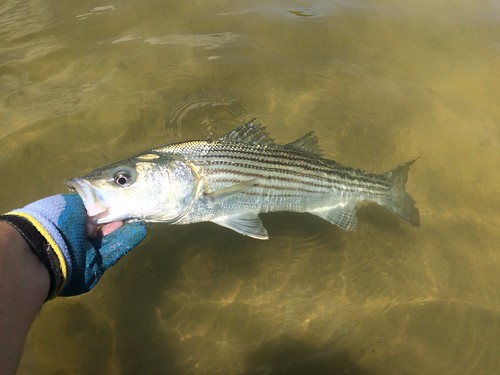 https://news.maryland.gov/dnr/2020/02/12/striped-bass-conservation-regulations-set-for-spring-2020/