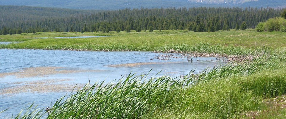 https://www.nps.gov/subjects/wetlands/restoring-wetlands.htm