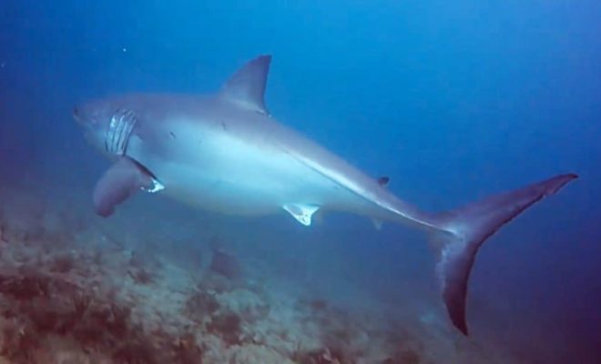 https://www.news-journalonline.com/news/20200217/20-foot-great-white-shark-seen-about-mile-off-palm-beach