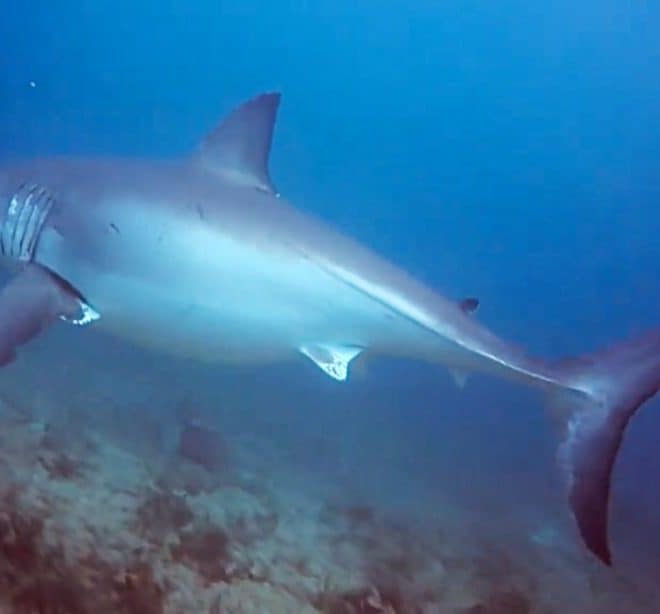 https://www.news-journalonline.com/news/20200217/20-foot-great-white-shark-seen-about-mile-off-palm-beach