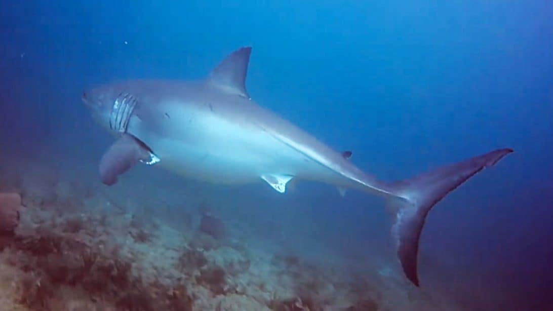 20 Foot Great White Spotted Off Florida Coast Us Harbors