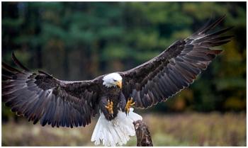 https://www.penbaypilot.com/article/40-ways-help-conserve-maine-s-birds/131767