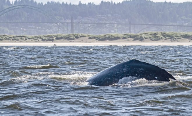 https://newportnewstimes.com/article/whale-strandings-may-be-sign-of-recovery