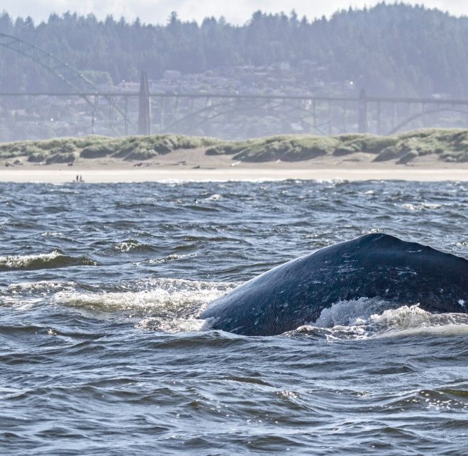 https://newportnewstimes.com/article/whale-strandings-may-be-sign-of-recovery