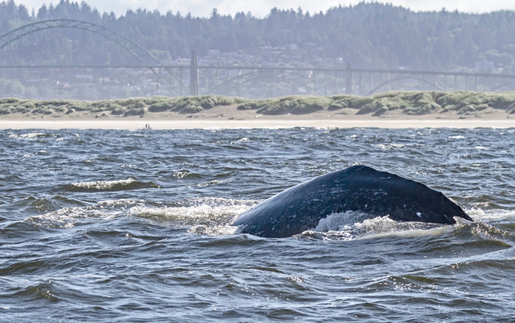 https://newportnewstimes.com/article/whale-strandings-may-be-sign-of-recovery