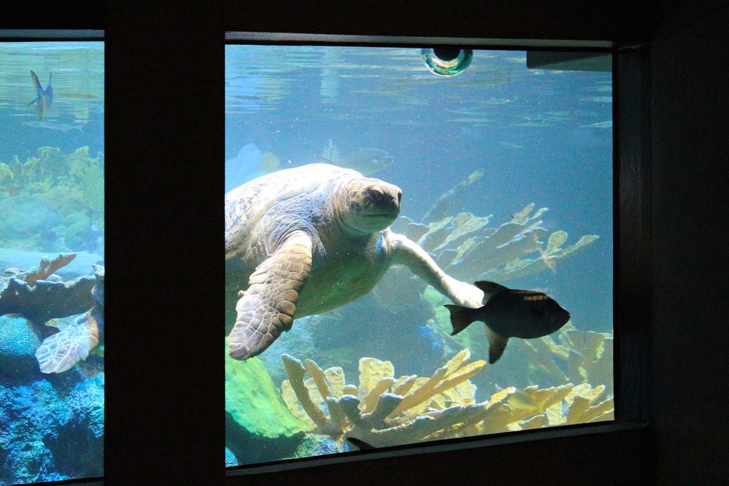 https://commons.wikimedia.org/wiki/File:Boston_Aquarium,_Central_Wharf,_Boston_(493614)_(11062332174).jpg