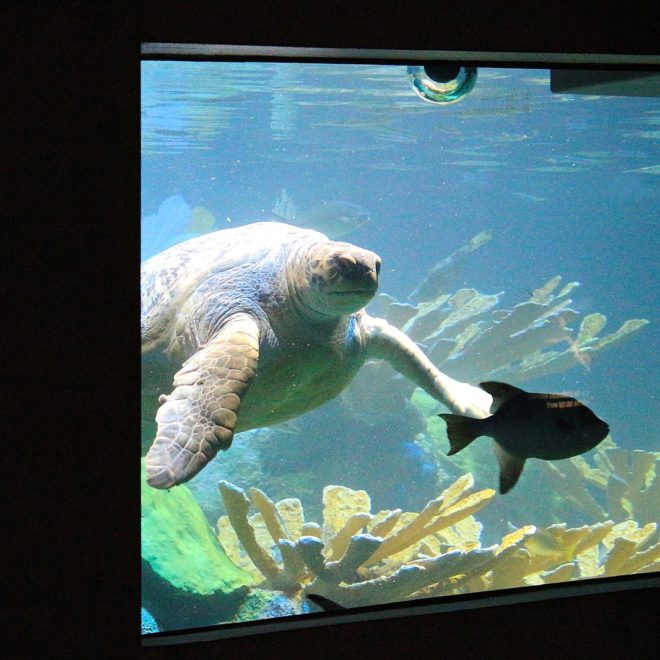 https://commons.wikimedia.org/wiki/File:Boston_Aquarium,_Central_Wharf,_Boston_(493614)_(11062332174).jpg