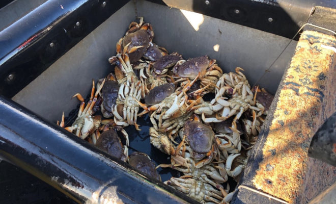 https://sfist.com/2020/04/26/californias-dungeness-crab-season-will-end-on-may-15-to-shield-whales-from-harm/