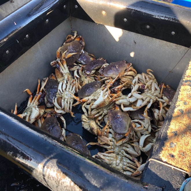 https://sfist.com/2020/04/26/californias-dungeness-crab-season-will-end-on-may-15-to-shield-whales-from-harm/