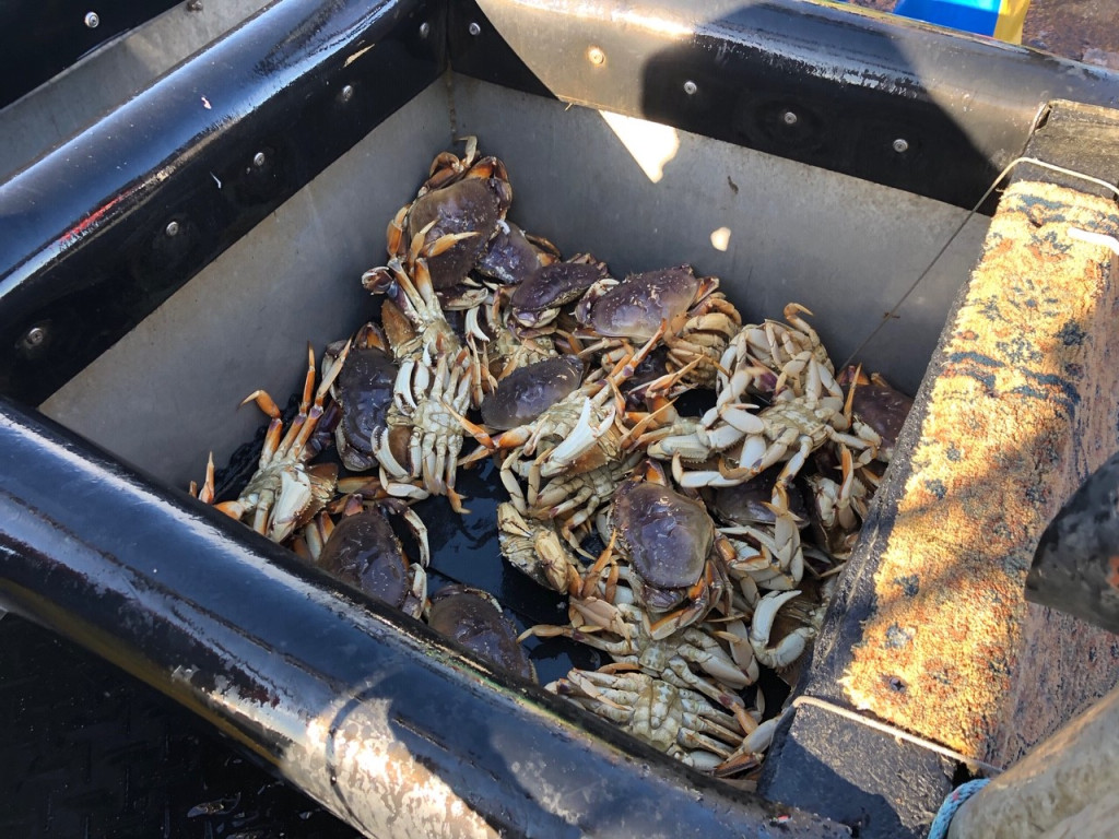 https://sfist.com/2020/04/26/californias-dungeness-crab-season-will-end-on-may-15-to-shield-whales-from-harm/