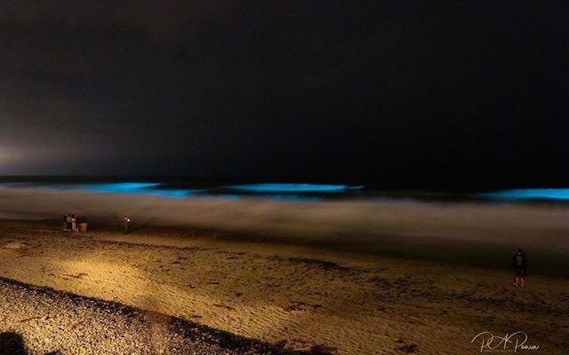 https://www.nbcsandiego.com/news/local/bioluminescent-waves-crash-onto-encinitas-shoreline/2313955/