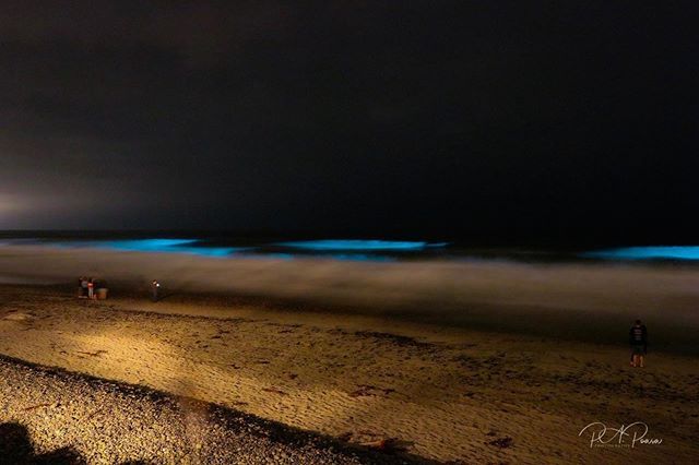https://www.nbcsandiego.com/news/local/bioluminescent-waves-crash-onto-encinitas-shoreline/2313955/