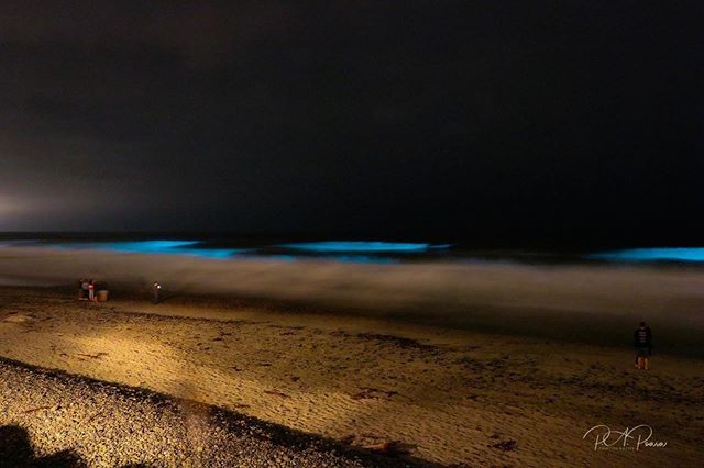 Natural Phenomenon Turns San Diego’s Waves Electric Blue | US Harbors