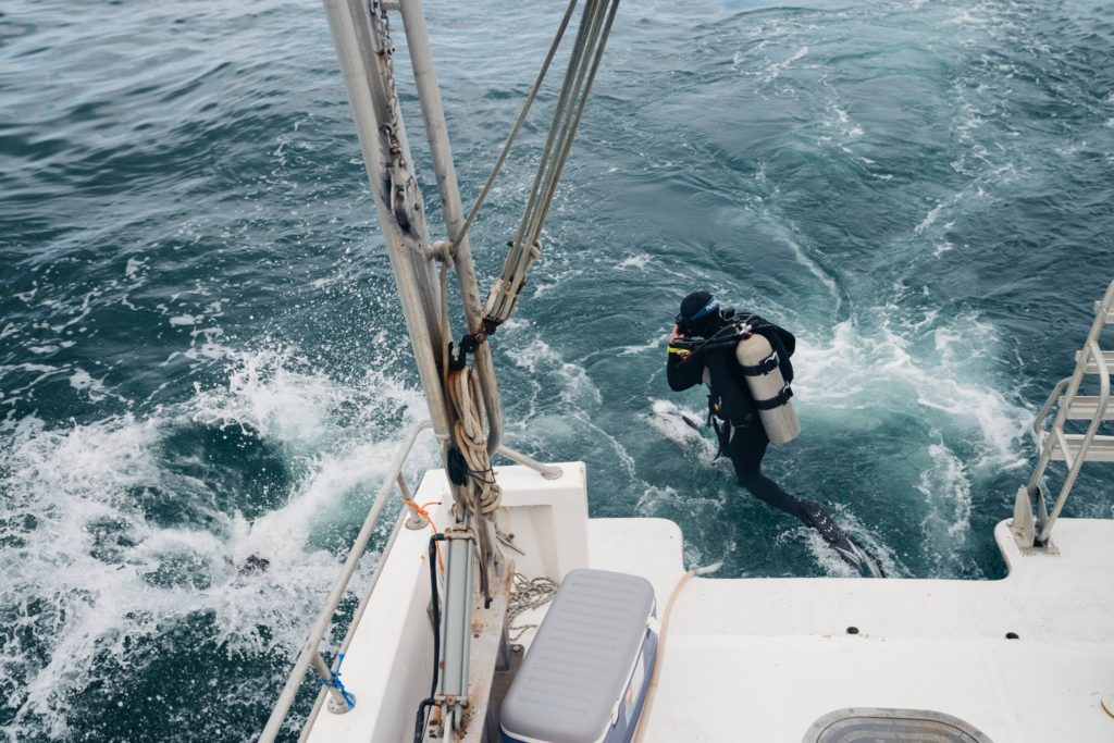 https://www.nytimes.com/2020/03/31/science/underwater-forest-shipworms.html?campaign_id=34&emc=edit_sc_20200331&instance_id=17208&nl=science-times&regi_id=74253343&segment_id=23391&te=1&user_id=0f8dadf8df020415cac6f34cb404db55