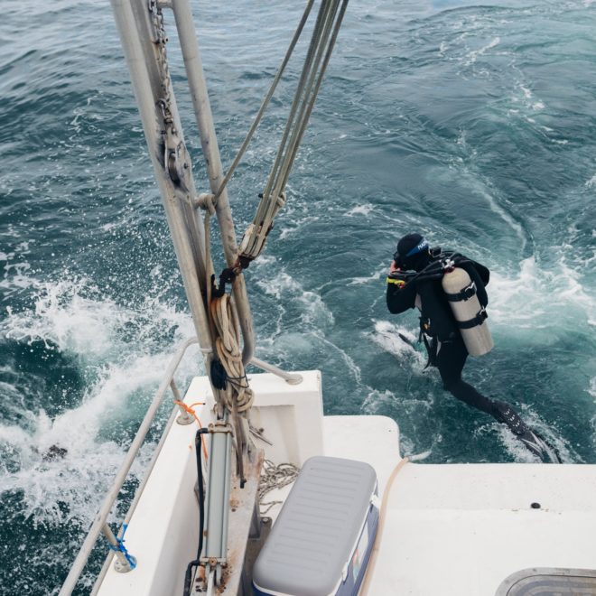 https://www.nytimes.com/2020/03/31/science/underwater-forest-shipworms.html?campaign_id=34&emc=edit_sc_20200331&instance_id=17208&nl=science-times&regi_id=74253343&segment_id=23391&te=1&user_id=0f8dadf8df020415cac6f34cb404db55