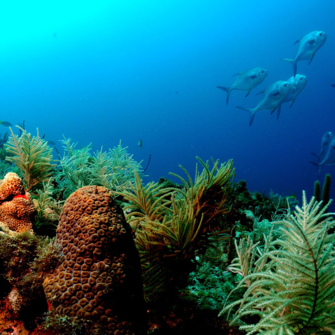 https://coralreef.noaa.gov/aboutcrcp/news/featuredstories/feb15/coraletiquette.html
