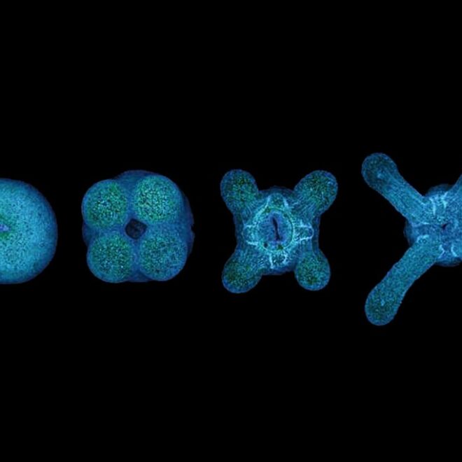 https://www.nytimes.com/2020/09/05/science/sea-anemones-arms.html