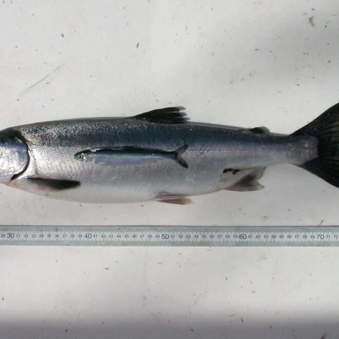 https://www.fisheries.noaa.gov/feature-story/pink-salmon-may-benefit-pacific-arctic-warms?utm_medium=email&utm_source=govdelivery