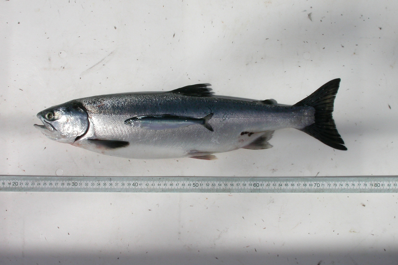 Pink Salmon May Benefit as Pacific Arctic Warms US Harbors