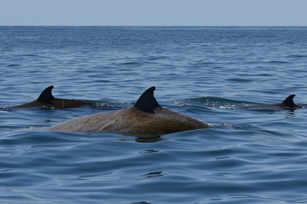 https://www.nytimes.com/2020/09/23/science/beaked-whale-diving-record.html?action=click&module=Well&pgtype=Homepage&section=Science