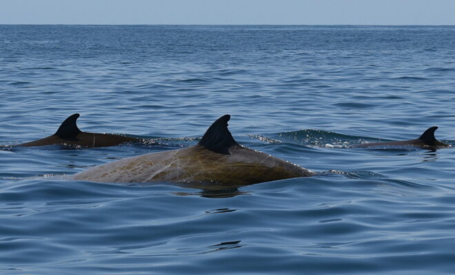 https://www.nytimes.com/2020/09/23/science/beaked-whale-diving-record.html?action=click&module=Well&pgtype=Homepage&section=Science