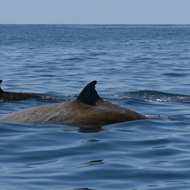 https://www.nytimes.com/2020/09/23/science/beaked-whale-diving-record.html?action=click&module=Well&pgtype=Homepage§ion=Science