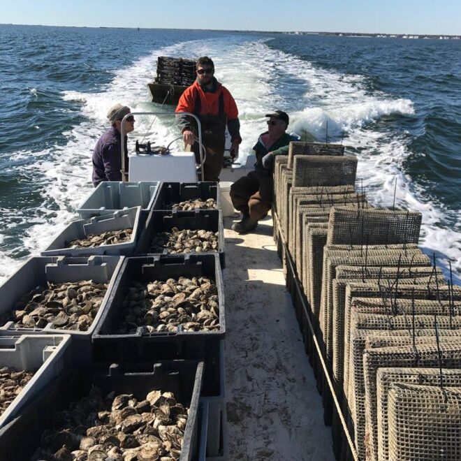 nationalfisherman.com/mid-atlantic/unsold-oysters-go-to-new-jersey-restoration-reefs