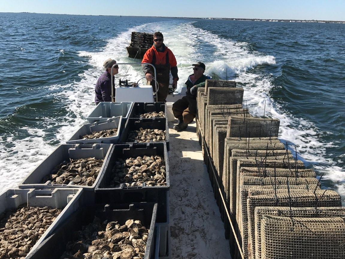 Unsold Oysters go to New Jersey Restoration Reefs US Harbors