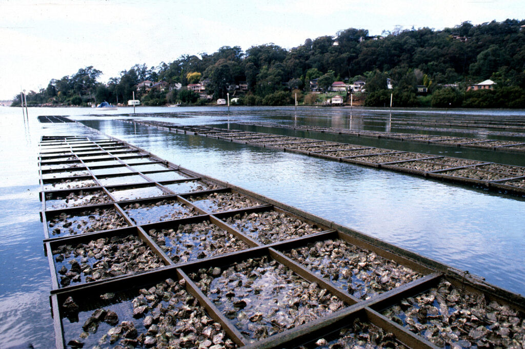 https://commons.wikimedia.org/wiki/File:CSIRO_ScienceImage_2901_Oyster_Farming.jpg