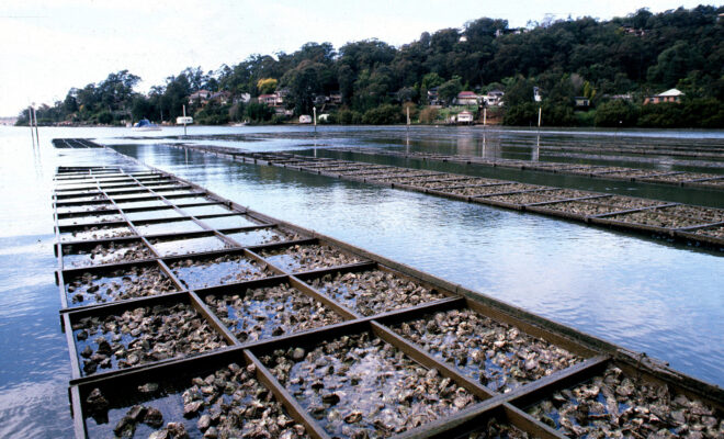 https://commons.wikimedia.org/wiki/File:CSIRO_ScienceImage_2901_Oyster_Farming.jpg