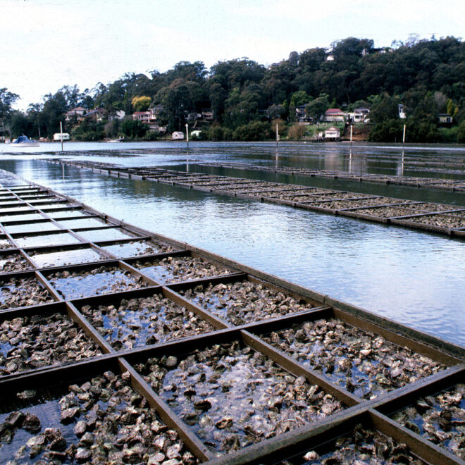 https://commons.wikimedia.org/wiki/File:CSIRO_ScienceImage_2901_Oyster_Farming.jpg