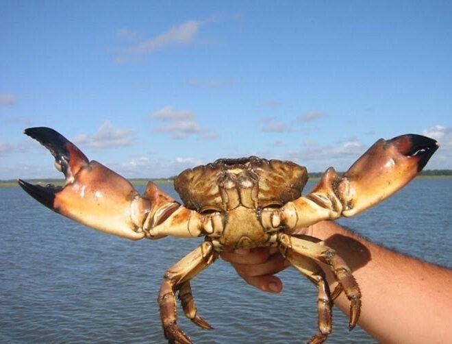 myfwc.com