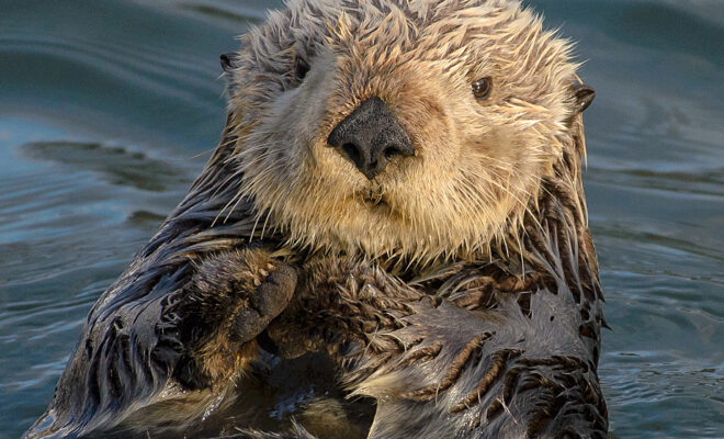 https://commons.wikimedia.org/wiki/File:Sea_Otter_(Enhydra_lutris)_(25169790524)_crop.jpg