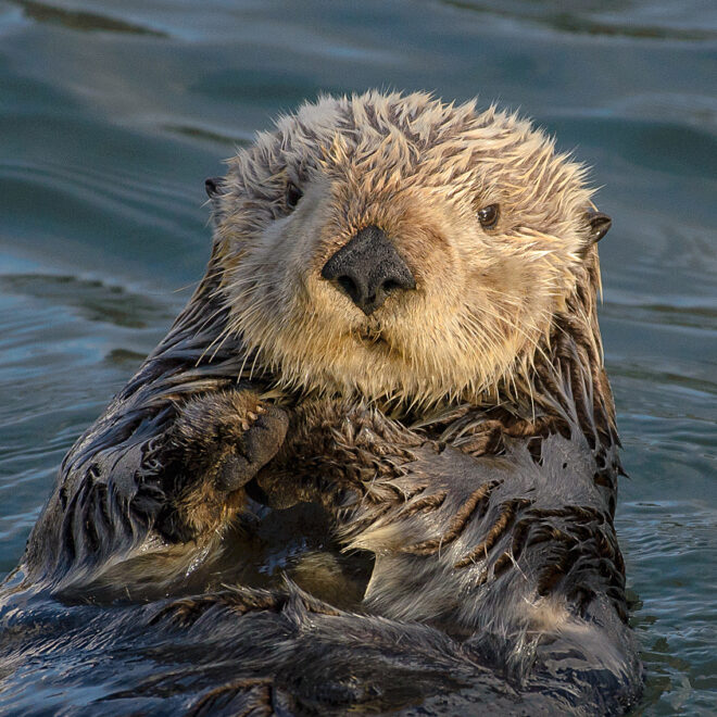 https://commons.wikimedia.org/wiki/File:Sea_Otter_(Enhydra_lutris)_(25169790524)_crop.jpg