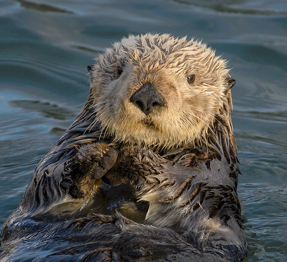 https://commons.wikimedia.org/wiki/File:Sea_Otter_(Enhydra_lutris)_(25169790524)_crop.jpg