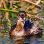 https://wildlife.org/prime-bird-areas-in-the-great-lakes-lack-protection/