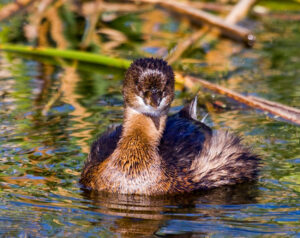 https://wildlife.org/prime-bird-areas-in-the-great-lakes-lack-protection/