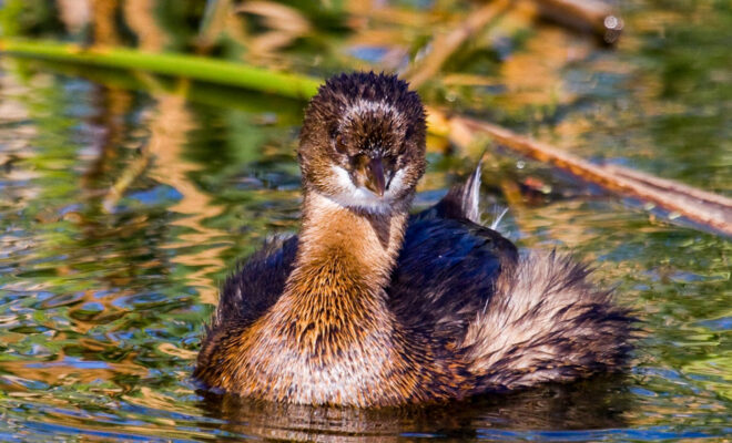 https://wildlife.org/prime-bird-areas-in-the-great-lakes-lack-protection/