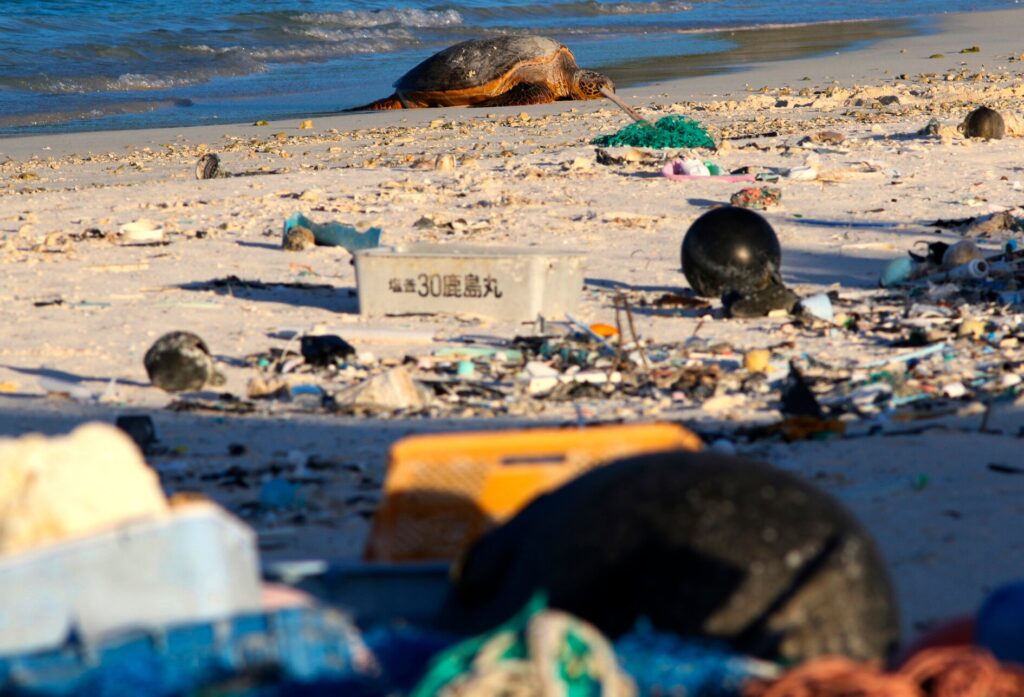 https://www.nytimes.com/2020/11/19/climate/plastic-ocean-animals.html?a