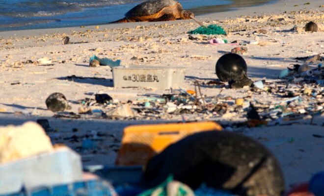 https://www.nytimes.com/2020/11/19/climate/plastic-ocean-animals.html?a