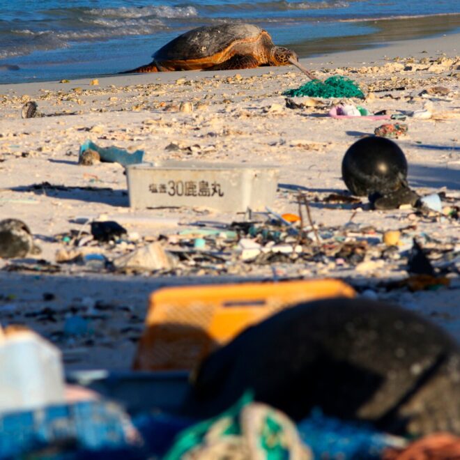 https://www.nytimes.com/2020/11/19/climate/plastic-ocean-animals.html?a