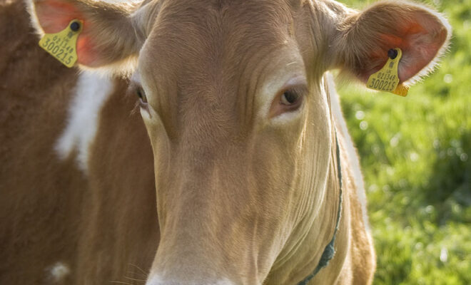 https://en.wikipedia.org/wiki/File:Guernsey_cow.jpg