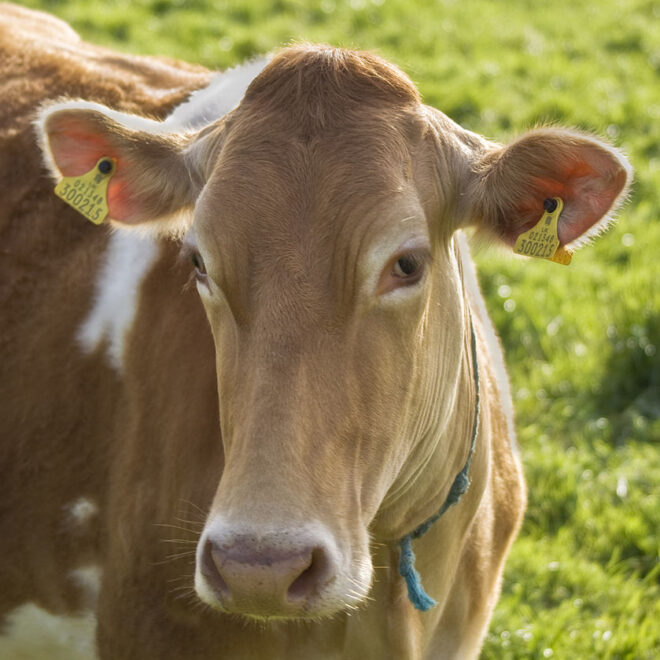 https://en.wikipedia.org/wiki/File:Guernsey_cow.jpg